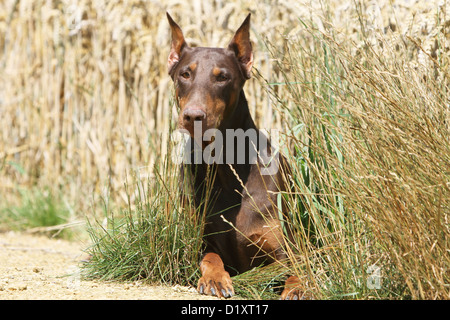 / Dobermann chien Dobermann (otectomie) adulte couché dans un champ Banque D'Images