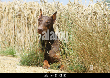 / Dobermann chien Dobermann (otectomie) adulte couché dans un champ Banque D'Images