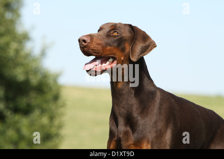 / Dobermann chien Dobermann (oreilles naturelles) profil portrait adultes Banque D'Images