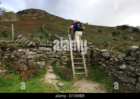 Mâle adulte sur Nab walker est tombé, cicatrice Parc National de Lake district, comté de Cumbria, Angleterre, Royaume-Uni. Banque D'Images