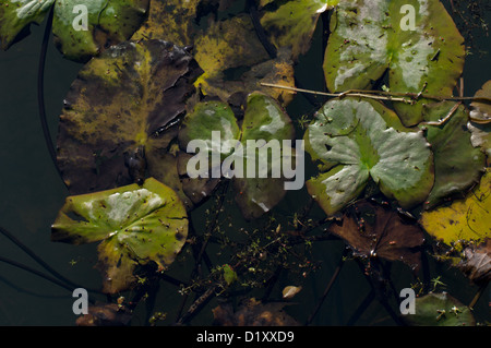 De plus en plus potamot dans l'eau claire, l'abondance, la croissance florissante, semi close up Banque D'Images