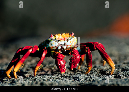 Sally Lightfoot, crabe Galapgos Islands Banque D'Images