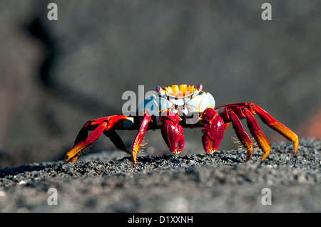 Sally Lightfoot, crabe Galapgos Islands Banque D'Images