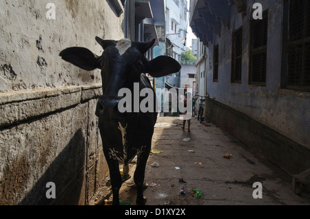 Holy Cow à Varanasi, Inde Banque D'Images