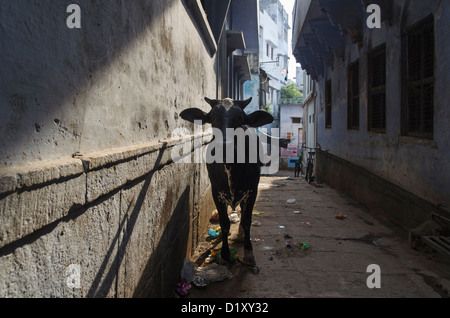 Holy Cow à Varanasi, Inde Banque D'Images