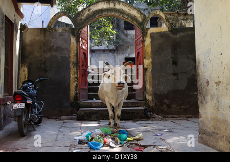 Holy Cow à Varanasi, Inde Banque D'Images