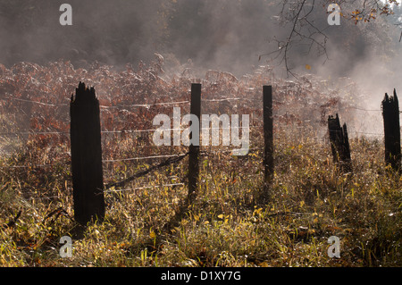 La fonte du givre en forêt avec mist rising, tapis de feuilles d'automne, moite, humide, clôtures, arbres Banque D'Images