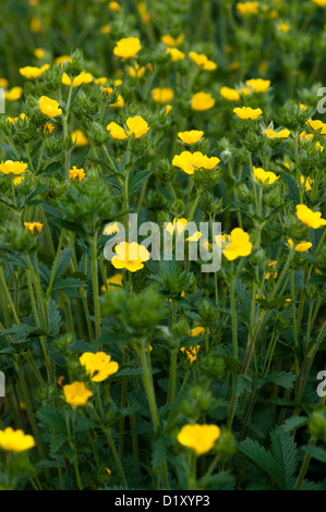 POTENTILLA ERECTA Banque D'Images