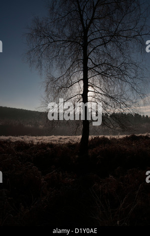 L'herbe givrée dans les terrains boisés ouverts, les fortes gelées, blanc, fougères, graminées sous tapis de givre, arbre en silhouette Banque D'Images