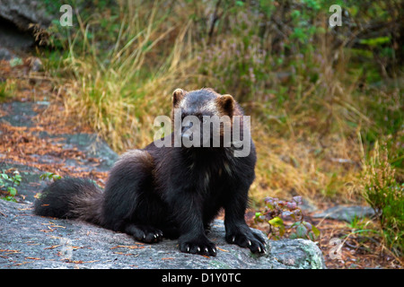 Le carcajou (Gulo gulo) portrait sur la toundra subarctique en Suède, Scandinavie Banque D'Images