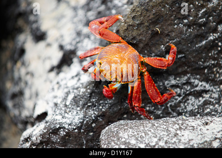 Red Rock, crabe Grapsus grapsus, Tortuga Bay, Puerto Ayora, Santa Cruz, Galapagos, Equateur