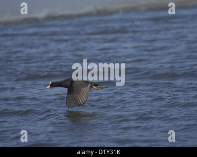 Foulque d'exécution/flying sur l'eau Banque D'Images