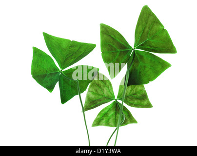 Sharp Original oxalis décoratifs feuilles isolées sur fond blanc Banque D'Images