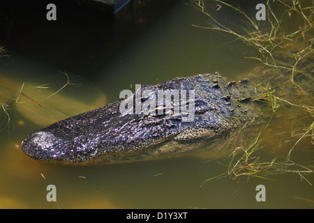 Un Alligator se reposant avec seulement sa tête visible à la surface Banque D'Images