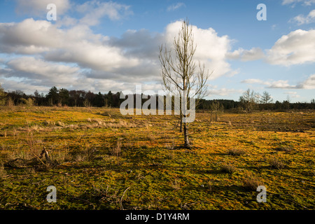 Ciel bleu sur le 1er janvier 2013 à Frensham Pond près de Farnham, Surrey, UK Banque D'Images