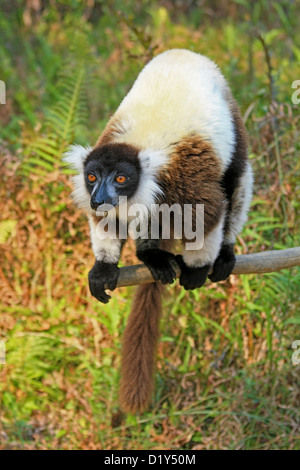 Les espèces en noir et blanc de la Gélinotte Lemur Banque D'Images