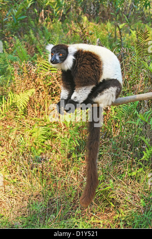 Les espèces en noir et blanc de la Gélinotte Lemur Banque D'Images