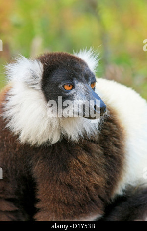 Les espèces en noir et blanc de la Gélinotte Lemur Banque D'Images