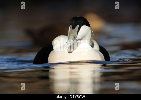 L'Eider à duvet (Somateria mollissima) mâle adulte, Martin simple, Lancashire, UK (Captive) Banque D'Images