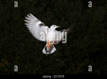 Sittelle à poitrine blanche (Sitta carolinensis) voler. Banque D'Images