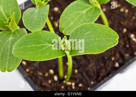 Le concombre semis cultivés dans une serre plastique bac. Banque D'Images
