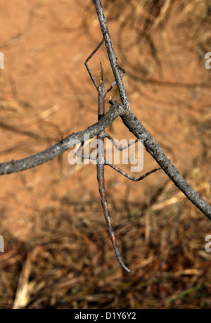 Bâton de marche, d'insectes, Phasmatidae Achrioptera impennis, Orthopterida. Parc National d'Isalo, Madagascar, Afrique. Banque D'Images