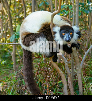 Les espèces en noir et blanc de la Gélinotte Lemur Banque D'Images