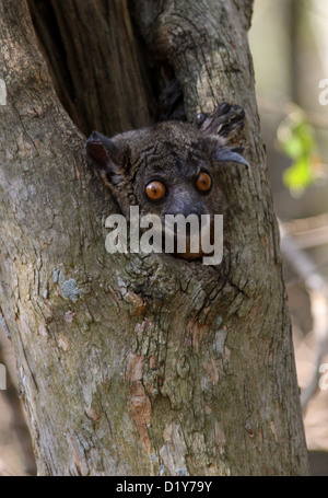 Hubbard's Lemur Lepilemur Sportive, hubbardorum (Syn. Le Lepilemur hubbardi), Lepilemuridae. Zombitse Vohibasia, Madagascar. Banque D'Images