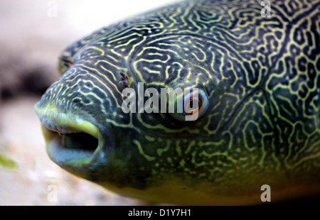 Mbu Puffer, Giant Puffer géant ou poisson-globe d'eau douce, Tetraodon mbu, Cyprinidae. Fleuve Congo aka le poisson-globe. Banque D'Images