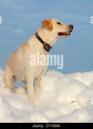 Ritriver Labrador dans la neige en hiver Banque D'Images