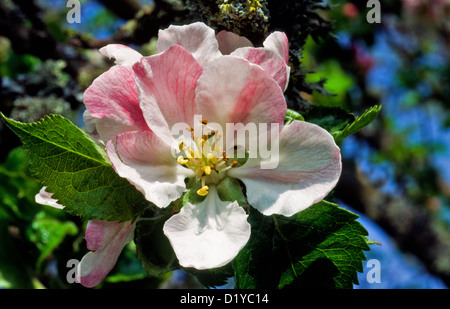 Pommier Malus domestica [] DANS UNE FLEUR DE POMMIER Banque D'Images