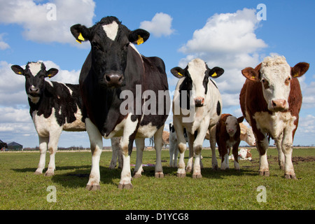 Les bovins domestiques. Les bovins Holstein sur un pâturage pâturage Banque D'Images