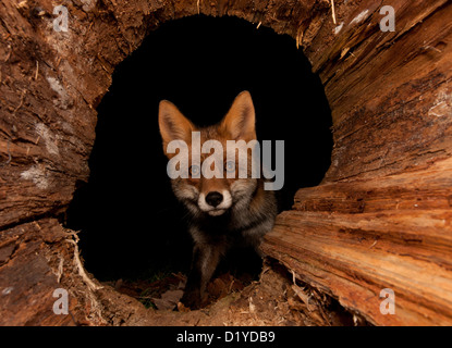 Le renard roux (Vulpes vulpes), des profils à la recherche dans un tronc d'arbre creux Banque D'Images