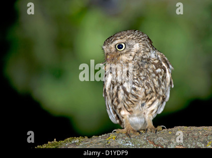 Chouette chevêche (Athene noctua). Des profils perché sur une branche avec une espèce dans son bec Banque D'Images