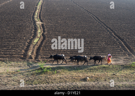 Femme indienne du sud rural de l'eau dans l'élevage de bison indien campagne. L'Andhra Pradesh, Inde Banque D'Images