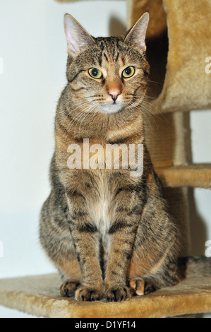 Chat domestique assis sur un tapis-couverts se percher sur un poteau de éraflure Banque D'Images