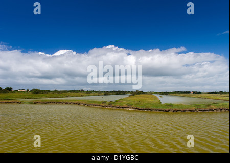 Paysage avec le lac de sel à l'île d'Oléron Français Banque D'Images