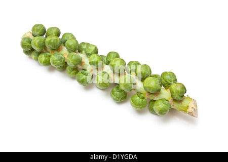 Choux de Bruxelles sur la tige ou tige.isolated on a white background studio. Banque D'Images