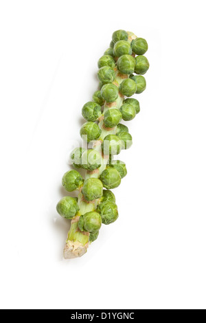 Choux de Bruxelles sur la tige ou tige.isolated on a white background studio. Banque D'Images