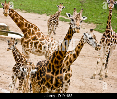 Groupe de girafes curieux Banque D'Images