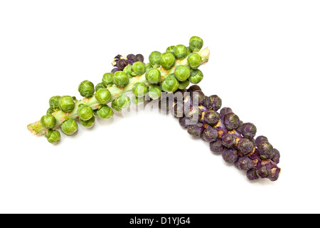 Choux de Bruxelles sur la tige ou tige.isolated on a white background studio. Banque D'Images