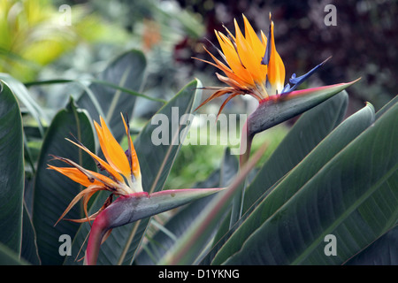 Oiseau du Paradis, Strelitzia, Botanical Gardens, Puerto de la Cruz, Tenerife, Canaries. Banque D'Images