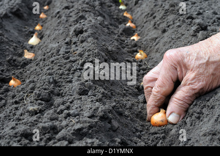 Senior woman la plantation d'oignons dans le potager Banque D'Images