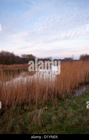 Calme, Paix et tranquillité à un lac avec des roselières à Rye Harbour Nature Reserve East Sussex UK Banque D'Images