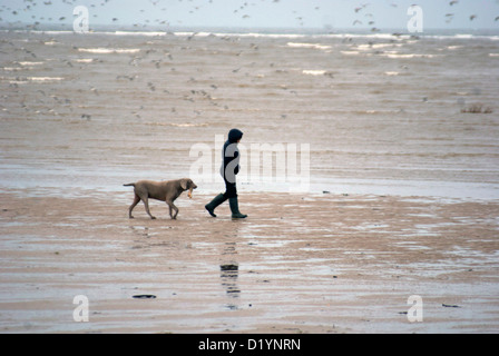 Femme marche un chien le long de la plage de Hoylake Wirral avec des oiseaux dans l'arrière-plan Banque D'Images