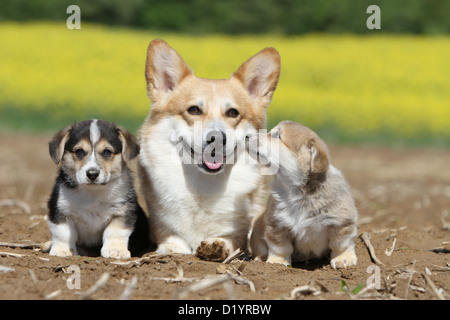 Pembroke Welsh Corgi chien adulte et deux chiots différentes couleurs assis Banque D'Images