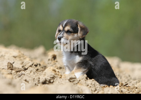 Chien Pembroke Welsh Corgi tricolore chiot assis dans un champ Banque D'Images