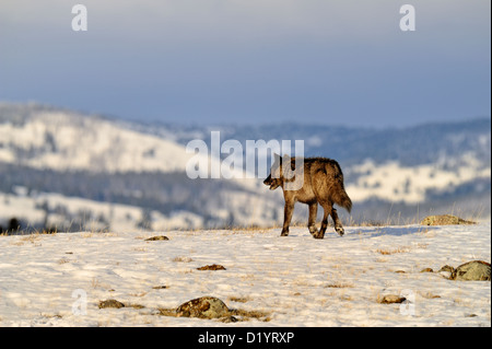 Le loup (Canis lupus) Lone Wolf sur Blacktail Deer plateau colombien à la fin de l'hiver, le Parc National de Yellowstone, Wyoming, USA Banque D'Images