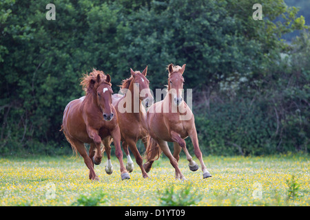 Frederiksborger. Trois chevaux alezan galoper dans un pré Banque D'Images