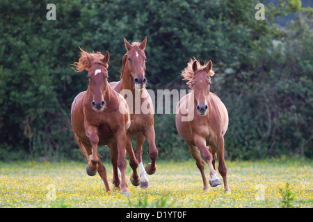 Frederiksborger. Trois chevaux alezan galoper dans un pré Banque D'Images